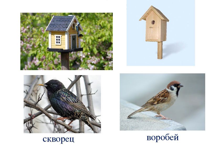 Вот как должен выглядеть дом для скворцов и воробьев